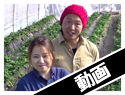 小島農園 いちご取材動画